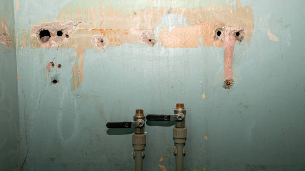 Best Local water damage restoration  in Cypress Quarters, FL